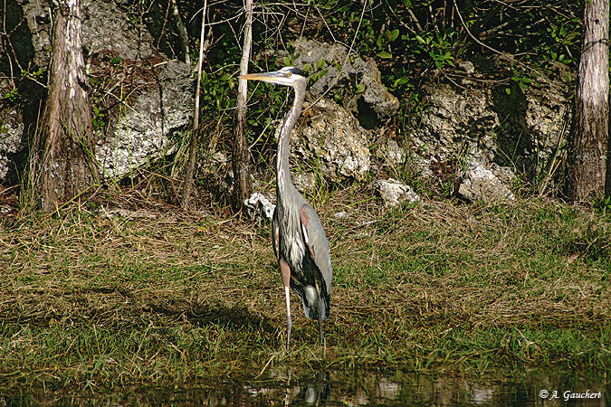 Great Egret